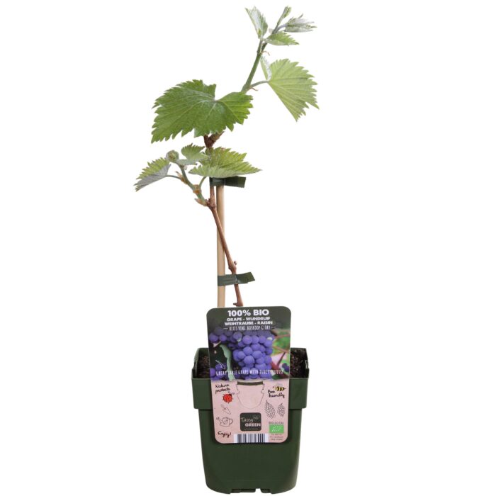 Vitis vinifera 'Boskoop Glory' - Blauwe druif - Ø13cm - ↕45cm - Image 2