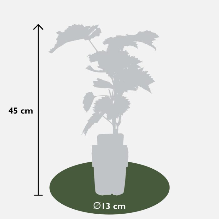 Vitis vinifera 'Boskoop Glory' - Blauwe druif - Ø13cm - ↕45cm - Image 3