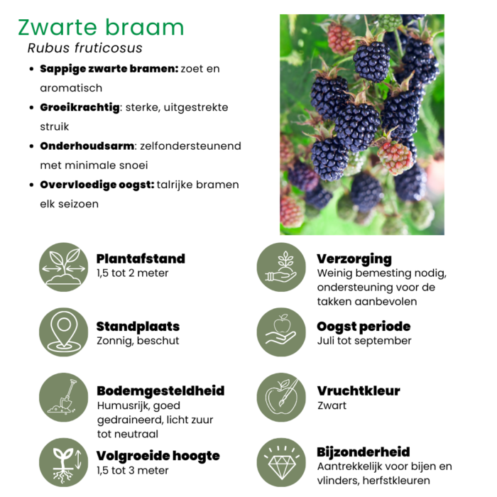 "Vruchten oase" BIO Fruitplanten mix set van 5 verschillende soorten - Image 7