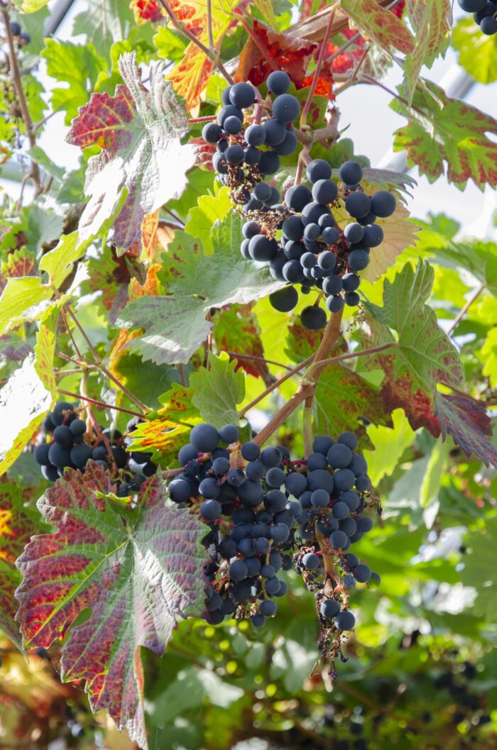 Vitis vinifera 'Boskoop Glory' - Blauwe druif - Ø13cm - ↕45cm - Image 6