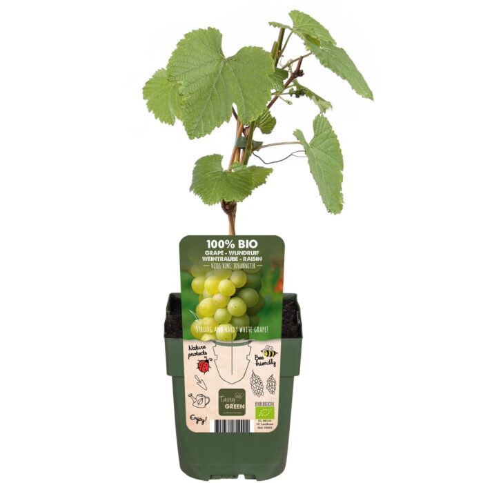 Vitis vinifera 'Johanniter' - Witte Druif - Ø13cm - ↕45cm - Image 2