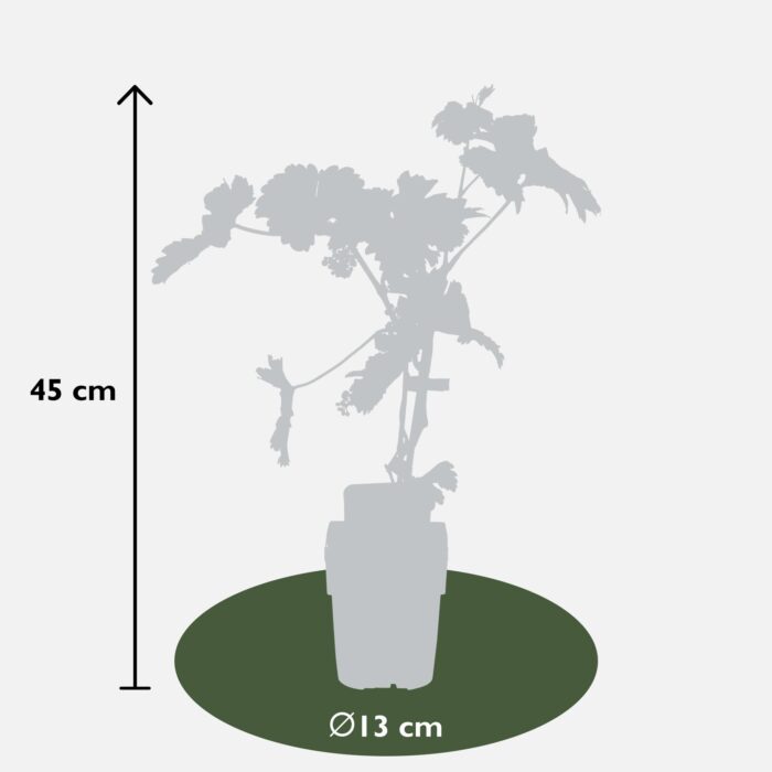 Vitis vinifera 'Johanniter' - Witte Druif - Ø13cm - ↕45cm - Image 3