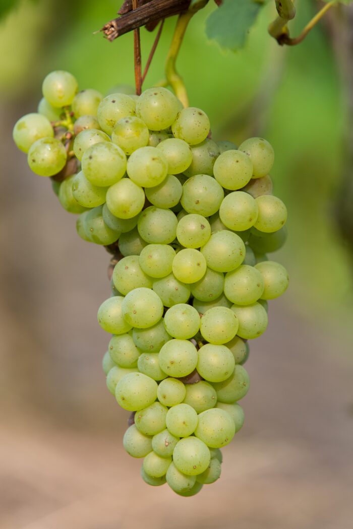 Vitis vinifera 'Johanniter' - Witte Druif - Ø13cm - ↕45cm - Image 4