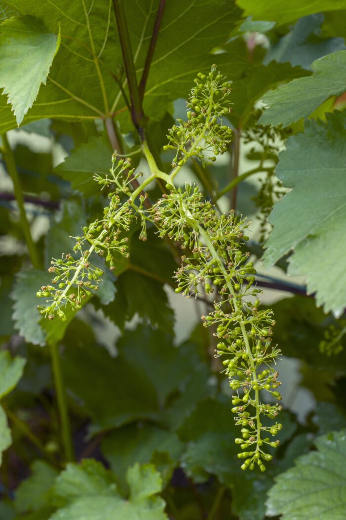 Vitis vinifera 'Johanniter' - Witte Druif - Ø13cm - ↕45cm - Image 5