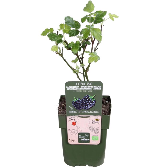 Rubus fruticosus 'Black Satin' - Doornloze Braam - Ø13cm - ↕45cm - Afbeelding 2