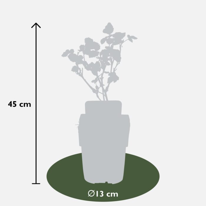 Rubus fruticosus 'Black Satin' - Doornloze Braam - Ø13cm - ↕45cm - Afbeelding 3