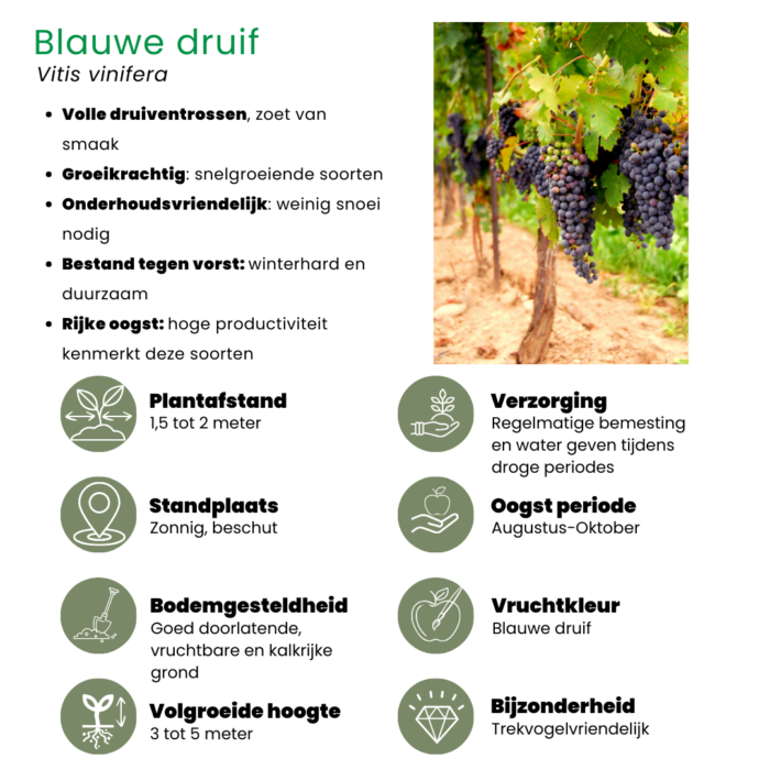 "Vruchten oase" BIO Fruitplanten mix set van 5 verschillende soorten - Image 8