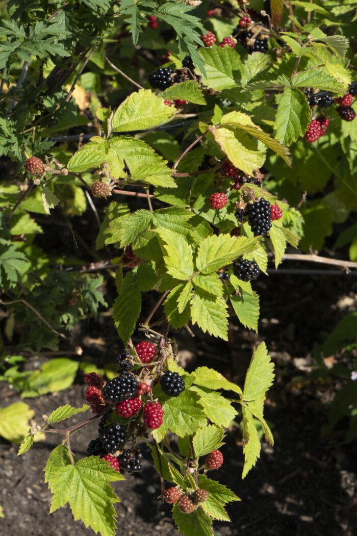Rubus fruticosus 'Black Satin' - Doornloze Braam - Ø13cm - ↕45cm - Afbeelding 4
