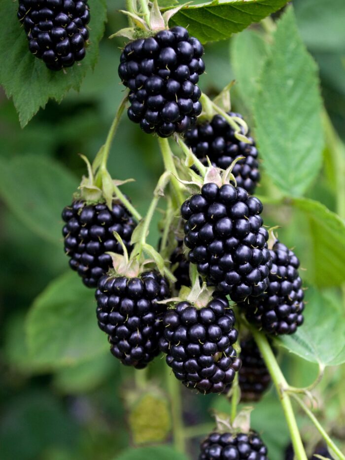 Rubus fruticosus 'Black Satin' - Doornloze Braam - Ø13cm - ↕45cm - Afbeelding 5