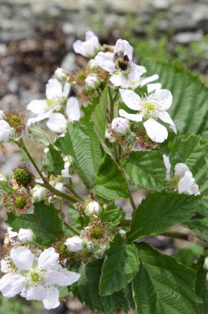 Rubus fruticosus 'Black Satin' - Doornloze Braam - Ø13cm - ↕45cm - Afbeelding 6