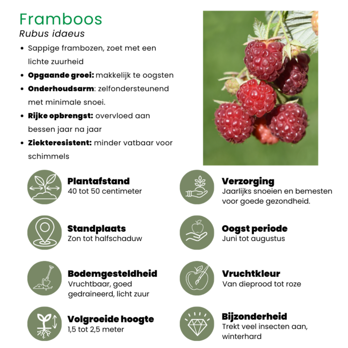 "Vruchten oase" BIO Fruitplanten mix set van 5 verschillende soorten - Image 9