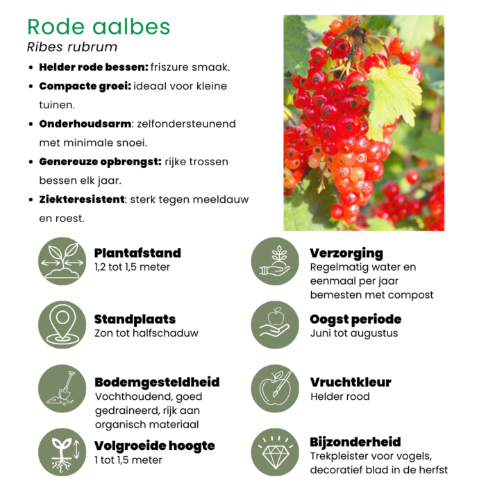 "Vruchten oase" BIO Fruitplanten mix set van 5 verschillende soorten - Image 10