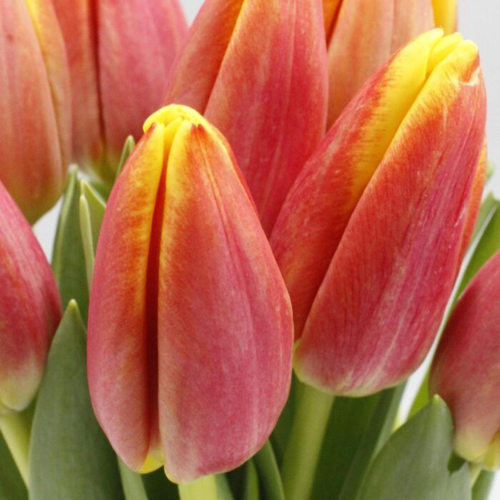 Multicolour (warm) brievenbus tulpen - Image 3