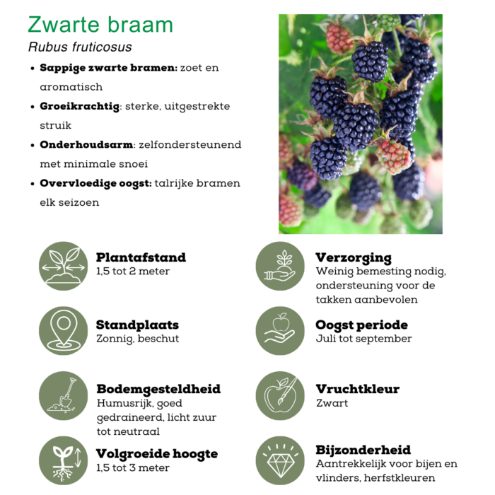 "Vruchtenparadijs" BIO Fruitplanten mix set van 4 verschillende soorten - Image 6