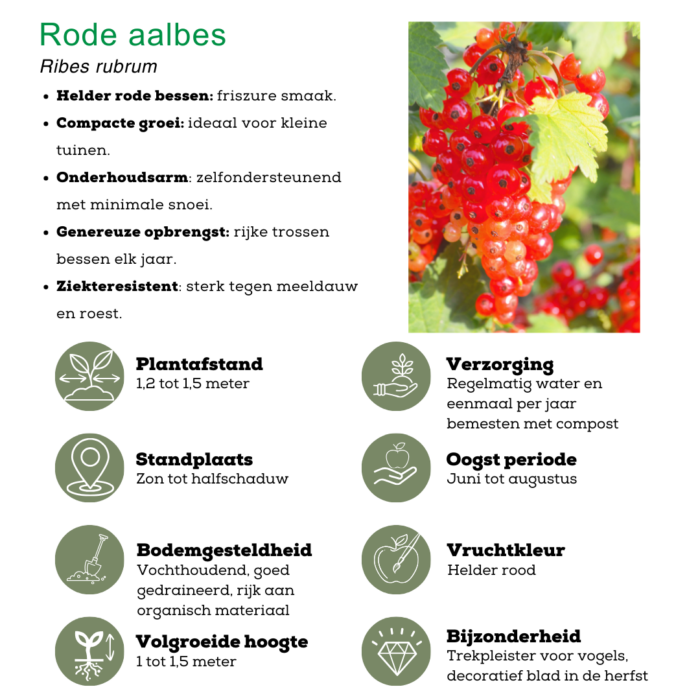 "Vruchtenparadijs" BIO Fruitplanten mix set van 4 verschillende soorten - Image 7