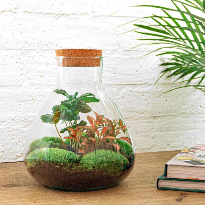 DIY terrarium - Sammie Coffea - ↕ 27 cm - Normal - Image 2