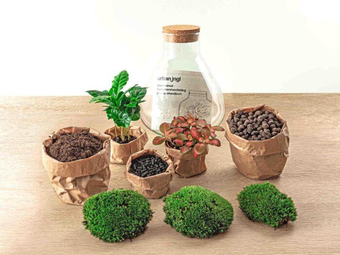 DIY terrarium - Sammie Coffea - ↕ 27 cm - Normal - Image 3