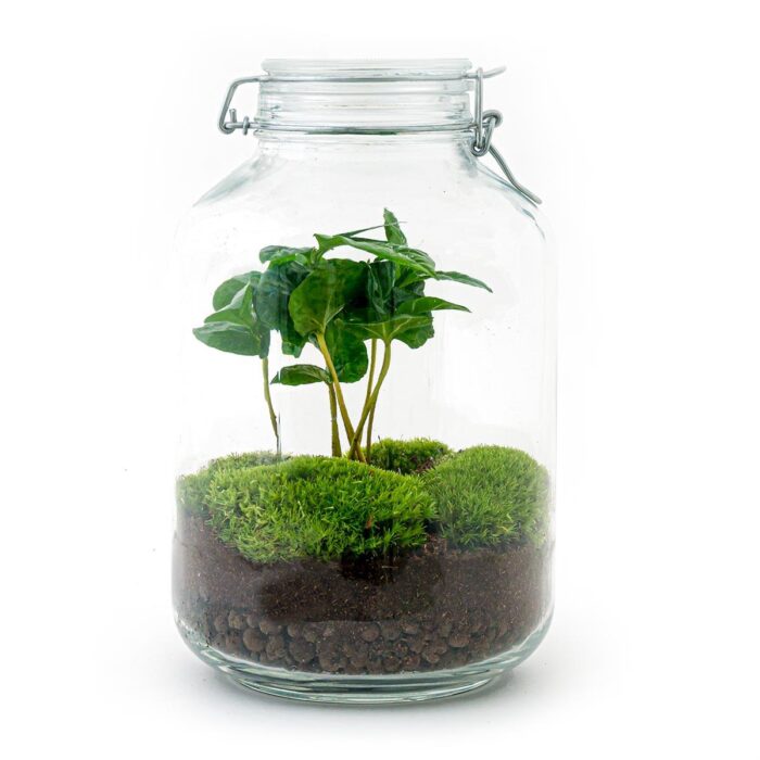 DIY terrarium - Jar - Coffea Arabica - ↕ 28 cm - Normal Jar