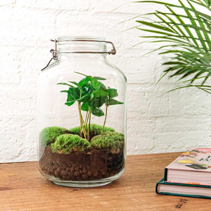 DIY terrarium - Jar - Coffea Arabica - ↕ 28 cm - Normal Jar - Image 2