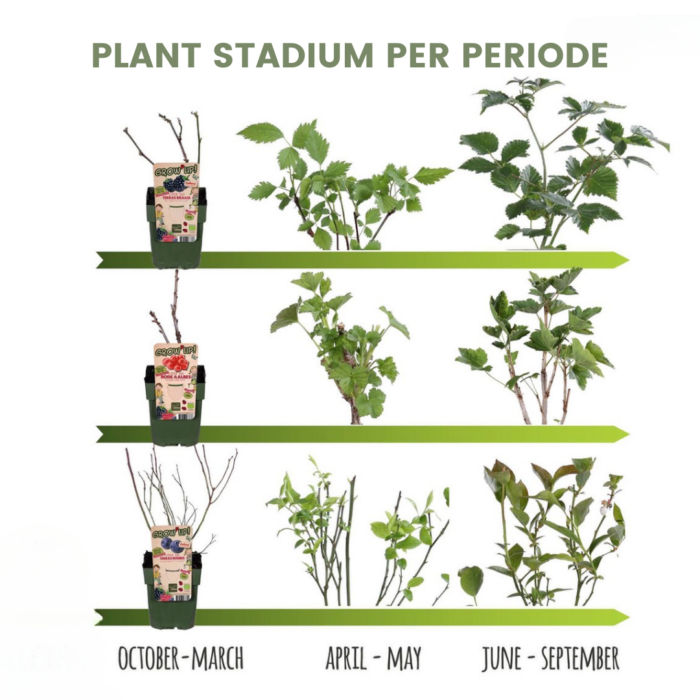 "Zomervruchten" BIO Fruitplanten mix set van 4 verschillende soorten - Image 4