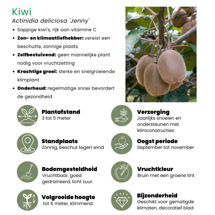 "Zomervruchten" BIO Fruitplanten mix set van 4 verschillende soorten - Image 7