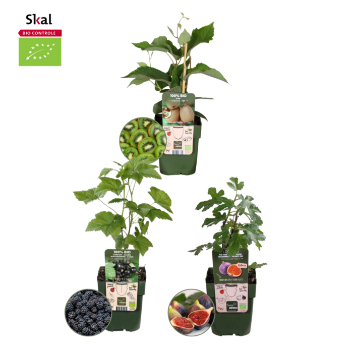 "Zoete oogst trio" BIO Fruitplanten mix set van 3 verschillende soorten