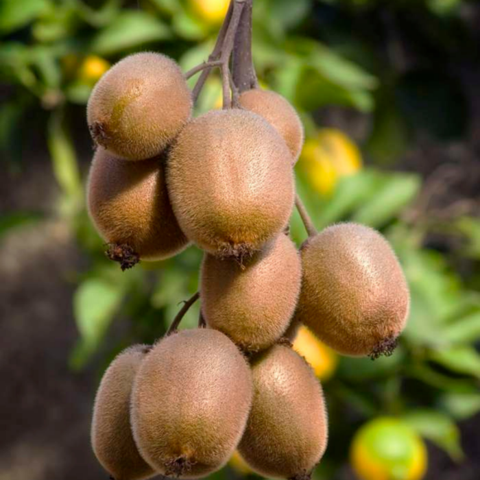 "Zoete oogst trio" BIO Fruitplanten mix set van 3 verschillende soorten - Image 3