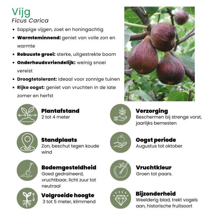 "Zoete oogst trio" BIO Fruitplanten mix set van 3 verschillende soorten - Image 7