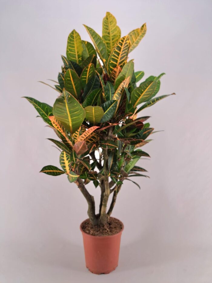 Croton Petra Vertakt - Ø26cm - ↕120cm